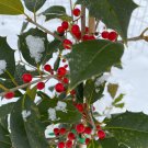 Ilex Opaca Arlene Leach American Holly Live Plant 12 Inch Tall 1 Quart Pot
