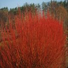 Cornus Sericea Cardinal Red Twig Dogwood 4 Inch Pot Size Plant