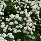Spiraea Betulifolia Tor Birchleaf Spirea Live Plant 4 Inch Pot Size
