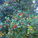Ilex Opaca Old Heavy Berry Female American Holly Live Plant Quart Pot