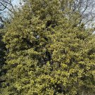 Ilex Cornuta O Spring Variegated Chinese Holly Live Plant 4 Inch Pot