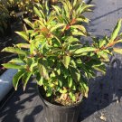Viburnum Farreri Nanum Live Plant 4 Inch Pot Size Plant