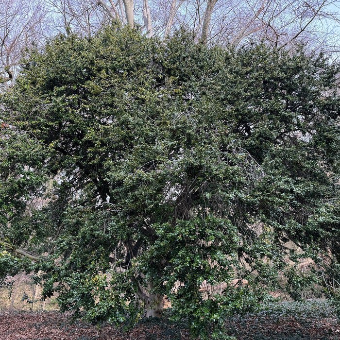Ilex John T Morris Holly Live Plant Quart Pot