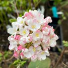 Viburnum × Burkwoodii Mohawk Burkwood Viburnum Live Plant 4 Inch Pot Size