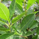 Ilex Verticillata Southern Gentleman Male Pollinator Winterberry 4 Inch Pot Size Plant