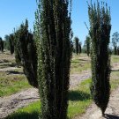 Ilex Crenata Sky Pencil Japanese Holly 4 Inch Pot Size Plant