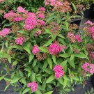 Spiraea Japonica Neon Flash Live Plant 4 Inch Pot Size Plant