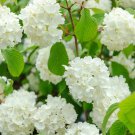 Popcorn Viburnum Viburnum Plicatum F Plicatum Popcorn 4 Inch Pot Size Plant