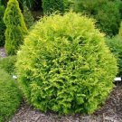 Thuja Occidentalis Aurea Golden Globe Arborvitae Live Plant 4 Inch Pot Size