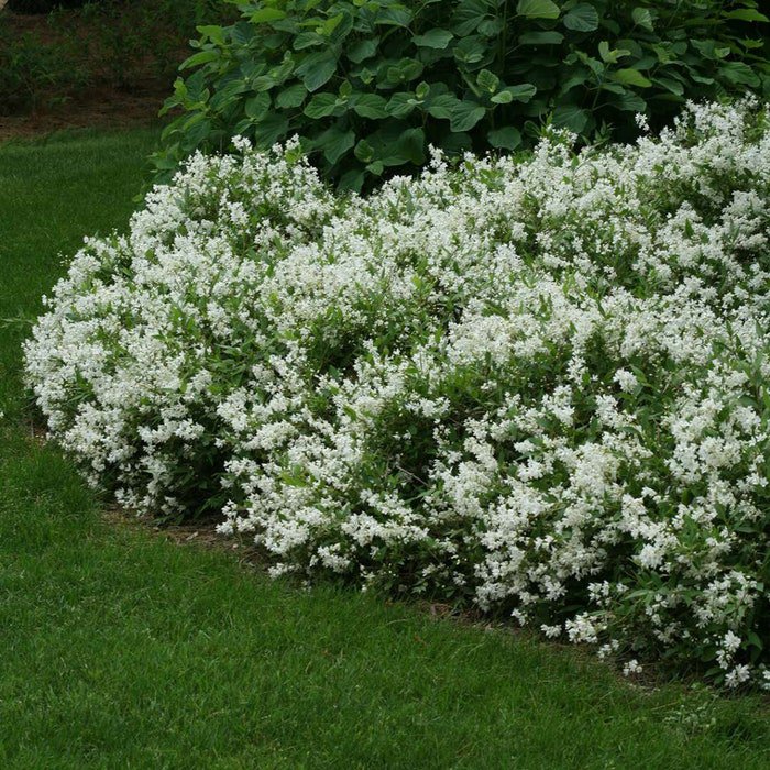 Deutzia Gracilis Nikko Dwarf Nikko Deutzia Live Plant 4 Inch Pot Size Plant