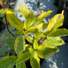 Cornus Alba Gouchaultii Red Twig Dogwood 4 Inch Pot