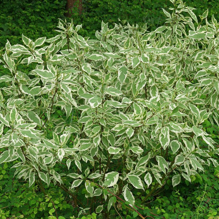Cornus Alba Elegantissima Variegated Red Twig Dogwood 4 Inch Pot Size Live Plant