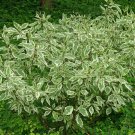 Cornus Alba Elegantissima Variegated Red Twig Dogwood 4 Inch Pot Size Live Plant