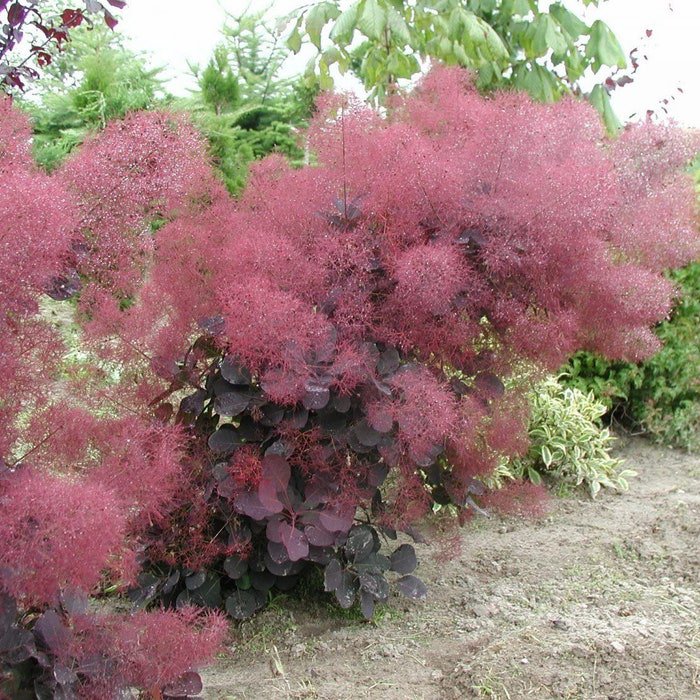 Cotinus Coggygria Royal Purple Royal Purple Smoke Tree 4 Inch Pot Size Plant