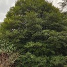 Ilex Opaca North Wind Male American Holly Live Plant Quart Pot