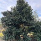 Ilex Lydia Morris Hardy Evergreen Holly Live Plant Quart Pot