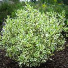 Ivory Halo Dogwood Variegated Red Twig Dogwood 4 Inch Pot Size Plant