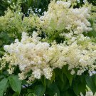 Syringa Reticulata Ivory Silk Ivory Silk Japanese Tree Lilac Live Plant 4 Inch Pot Size