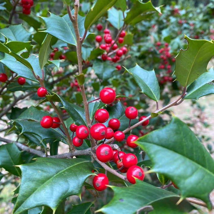 Ilex Opaca Lacquerberry American Holly Live Plant Quart Pot