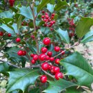 Ilex Opaca Lacquerberry American Holly Live Plant Quart Pot