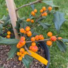 Ilex Opaca Winter Sun Female American Holly Live Plant Quart Pot