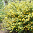 Kerria Japonica Golden Guinea Large Flowering Japanese Kerria 4 Inch Pot Size Plant
