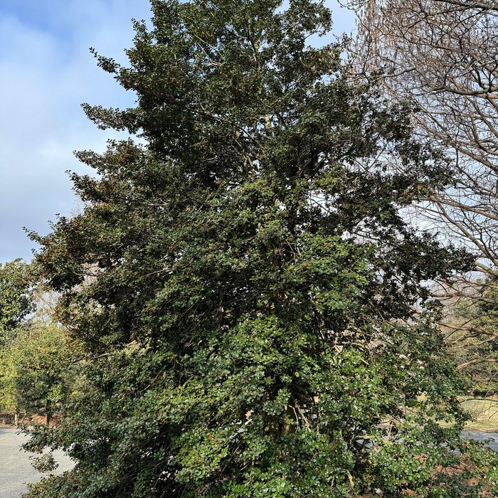 Ilex Opaca Jersey Princess Female American Holly Live Plant Quart Pot