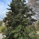 Ilex Opaca Jersey Princess Female American Holly Live Plant Quart Pot