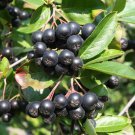 Aronia Melanocarpa Viking Black Chokeberry 4 Inch Pot Size Plant