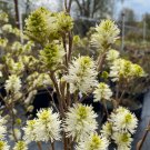 Fothergilla Gardenii Dwarf Fothergilla Live Plant 4 Inch Pot