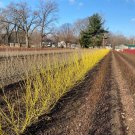 Cornus Alba Buds Yellow Yellow Twig Dogwood 4 Inch Pot Size Live Plant