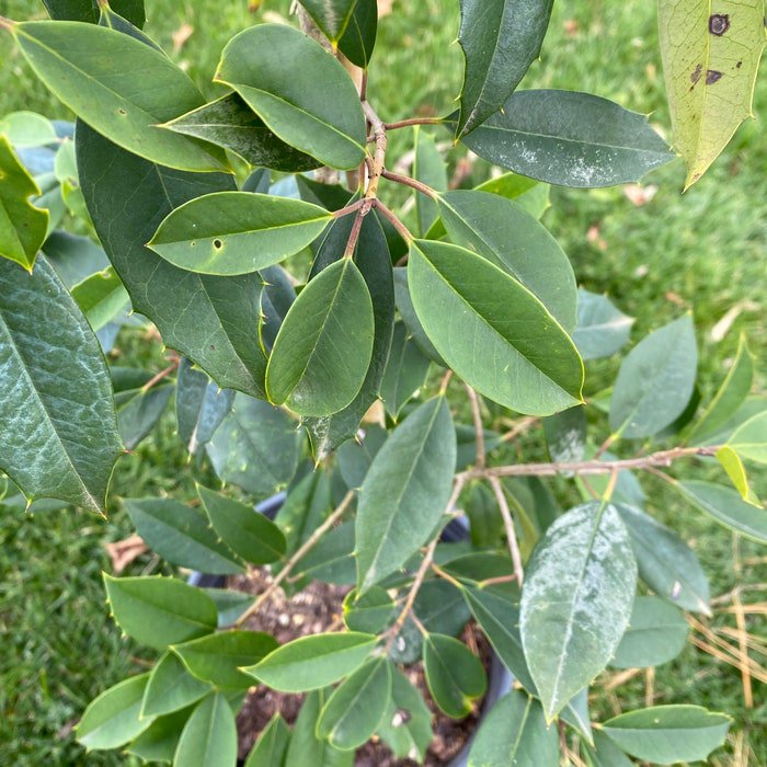 Ilex Opaca Chief Paduke American Holly Live Plant Quart Pot