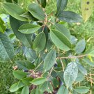 Ilex Opaca Chief Paduke American Holly Live Plant Quart Pot