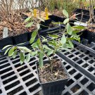 Male Inkberry Ilex Glabra Tin Mine 4 Inch Pot Size Plant