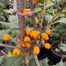 Ilex Opaca Canary American Holly Live Plant Quart Pot