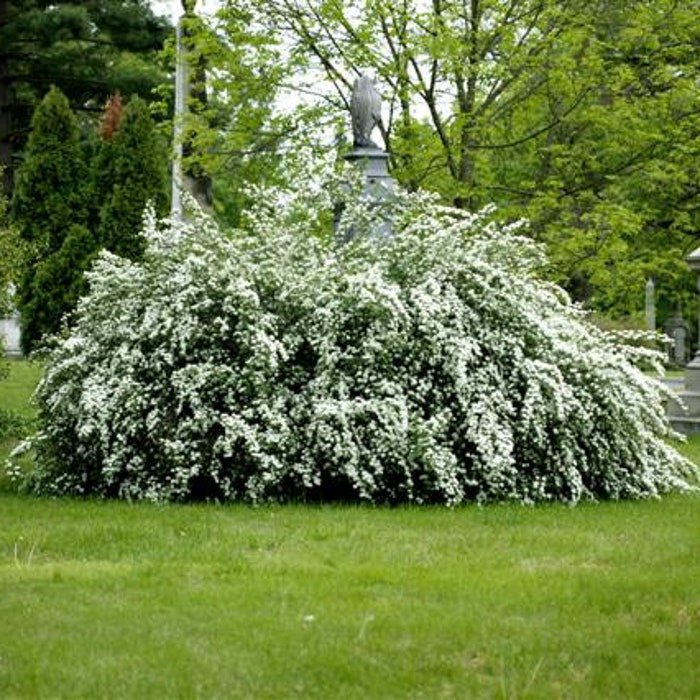Renaissance Spirea Spiraea X Vanhouttei Bridal Wreath Spirea Live Plant 4 Inch Pot Size Plant