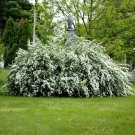 Renaissance Spirea Spiraea X Vanhouttei Bridal Wreath Spirea Live Plant 4 Inch Pot Size Plant