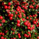 Cotoneaster Apiculatus Cranberry Cotoneaster 4 Inch Pot Size Plant