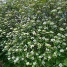 Viburnum Lantana Mohican Mohican Viburnum 4 Inch Pot