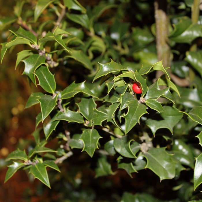 Dragon Lady Holly Ilex &Atilde;� Aquipernyi Meschick Live Plant Quart Pot
