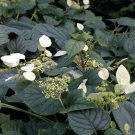 Schizophragma Hydrangeoides Moonlight Climbing Hydrangea 4 Inch Pot Size
