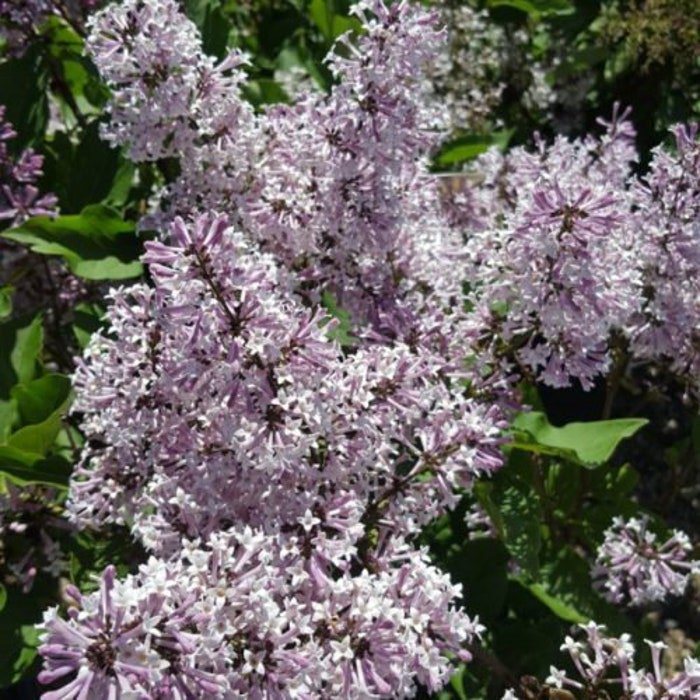 Miss Kim Korean Lilac Syringa Pubescens Subsp Patula Miss Kim Live Plant 4 Inch Pot
