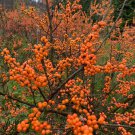 Ilex Verticillata Winter Gold Orange Fruit Winterberry 4 Inch Pot Size Live Plant