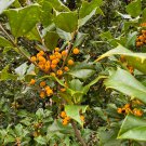 Ilex Opaca Goldie Yellow Fruit American Holly Live Plant Quart Pot
