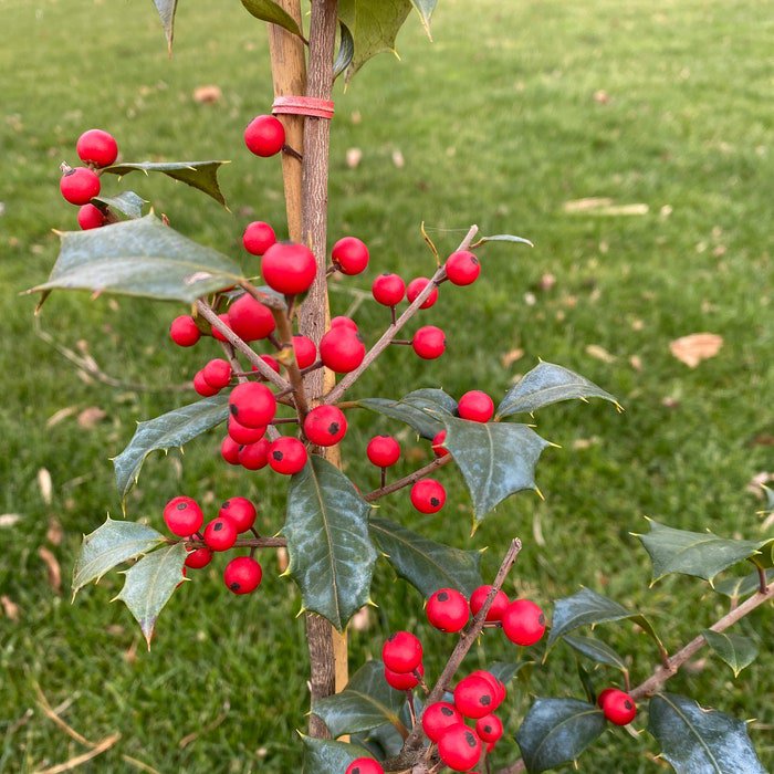 Ilex Opaca Vera Female American Holly Live Plant Quart Pot