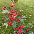 Ilex Opaca Vera Female American Holly Live Plant Quart Pot