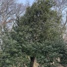 Ilex Cornuta X Aquifolium Edward J Stevens Male Holly Quart Pot