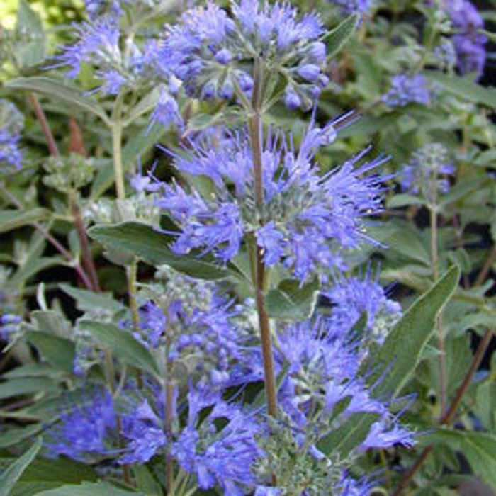 Caryopteris X Clandonensis Longwood Blue Bluebeard 4 Inch Pot Size Plant