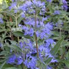 Caryopteris X Clandonensis Longwood Blue Bluebeard 4 Inch Pot Size Plant