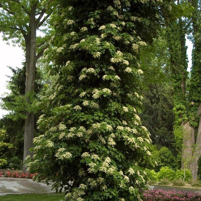 Climbing Hydrangea Hydrangea Anomala Subsp Petiolaris 4 Inch Pot Size